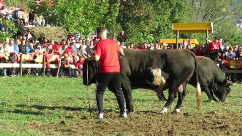 Krilan od Karića vs Macola od Mehmedovića Goduša 2024