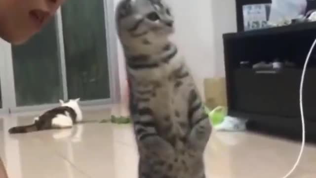 Cats react funny