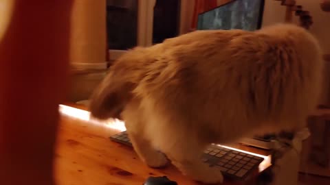 This cat has a TV problem!