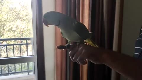 Pablo Mummy ka Cute Baccha hai aur Talking me iss Parrot ka koi jawab Nhip3