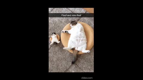 Cats Funny