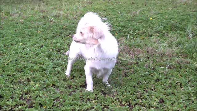 How Dog Reacts When Seeing Stranger - Running, Barking. Viral Dog