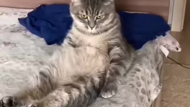 Even seals have a hard time in the morning