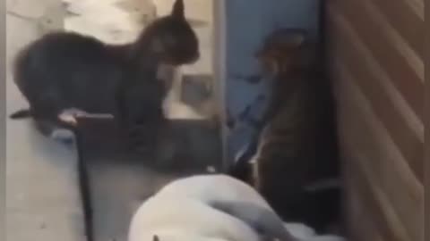 Cat and dog funny video