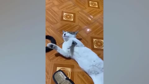 Funny Animal Videos 🥰