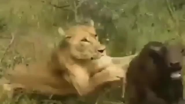 South africa forest Lion hunting baby Weldabeast