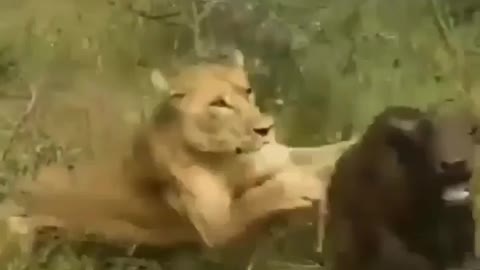 South africa forest Lion hunting baby Weldabeast