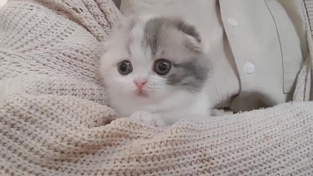 CUTEST CAT WITH SHORT LEGS