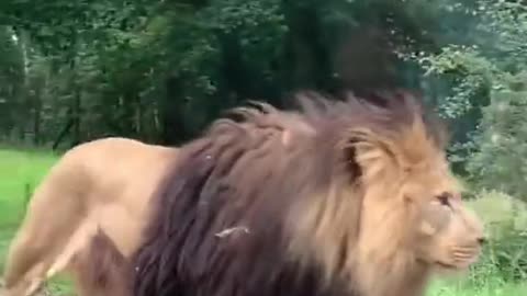 The King | Lion | attitude videos | love Nature | save Animals | nature lover.