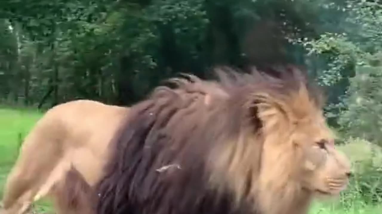 The King | Lion | attitude videos | love Nature | save Animals | nature lover.