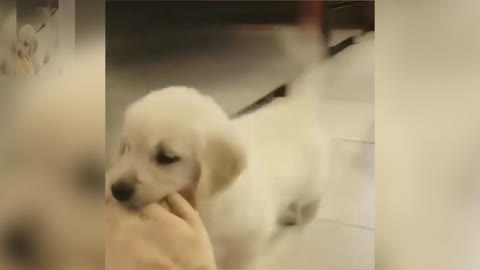 This dog is chewing on a toy in his mouth