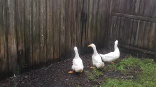 They love the rain