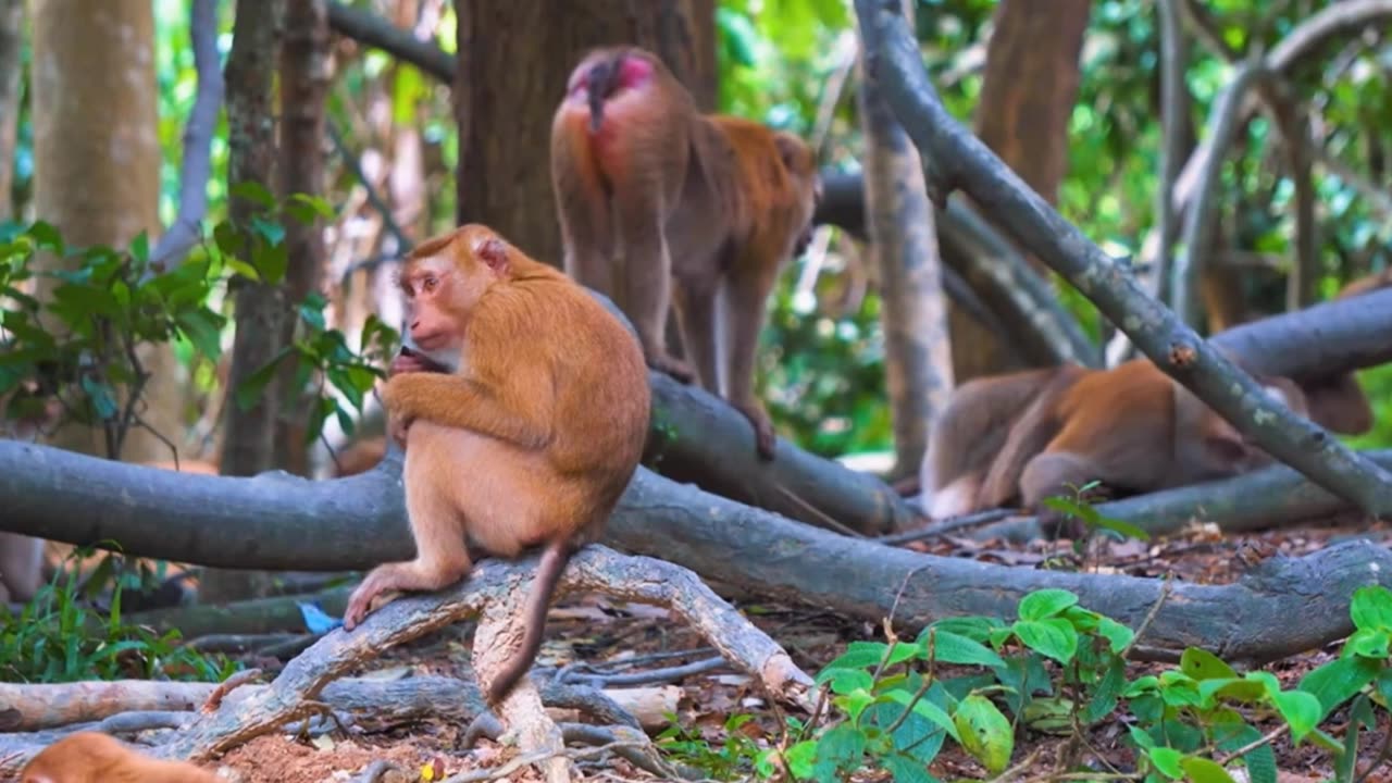 Beautiful Wildlife Animals and Relaxing Music for Stress Relief