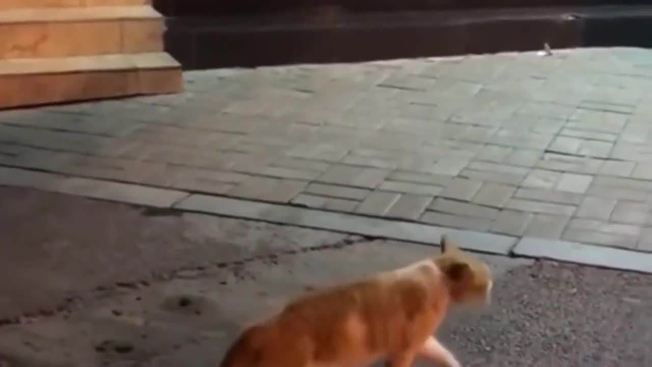 A Golden Retriever Drags Cat Out Of A Fight