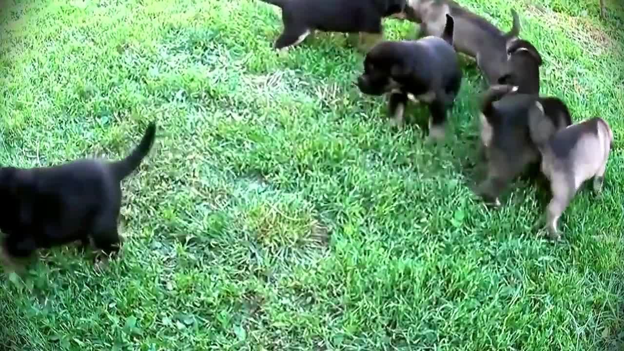 Cute puppies walk and play frolic