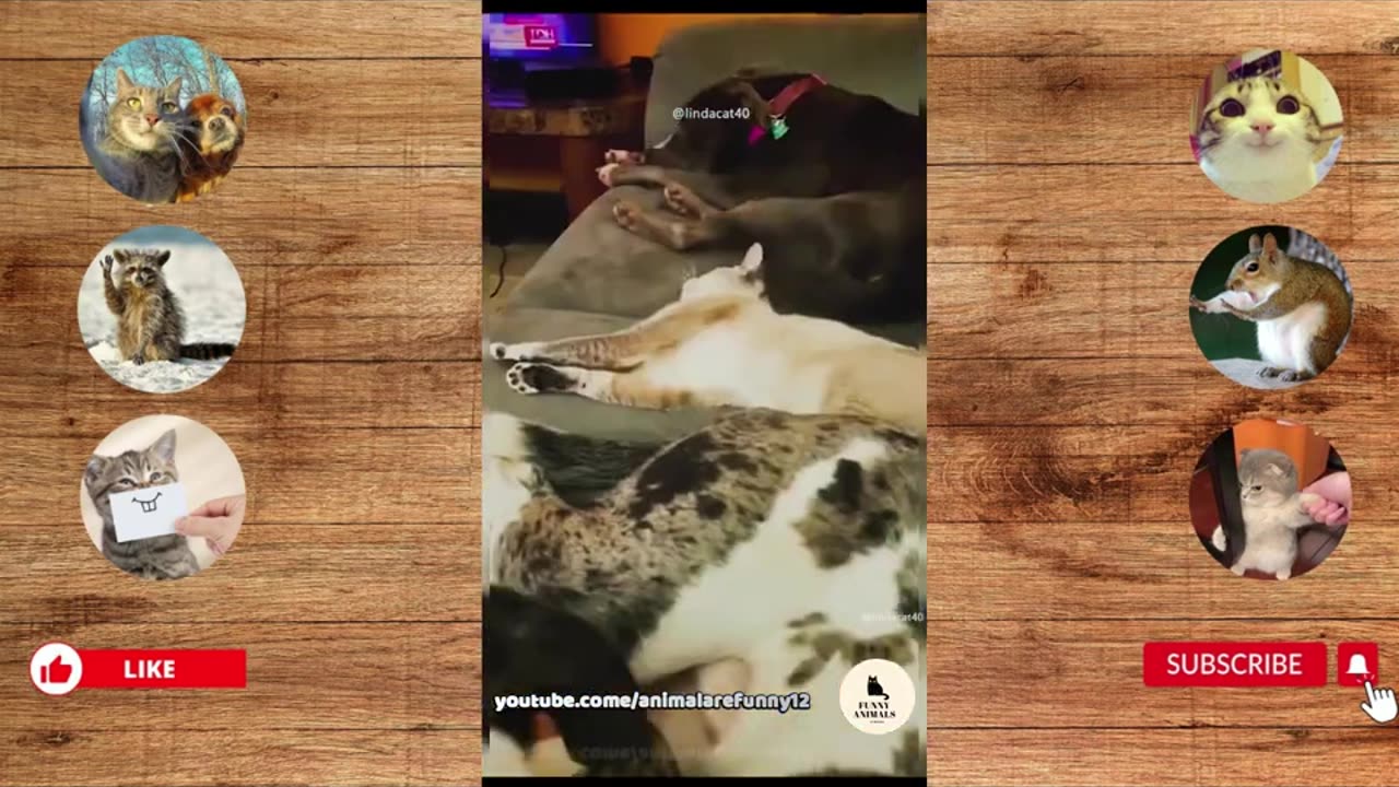 funny cats and dogs fight