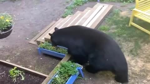 Woman Locked Outside as Bear Passes By