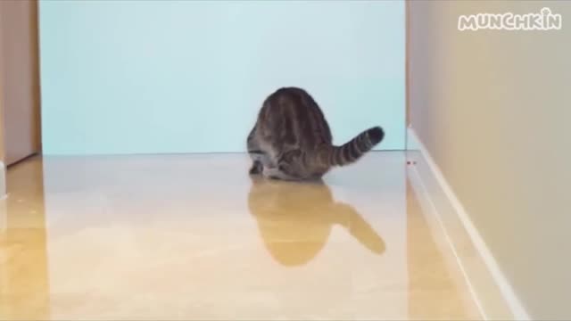 Can Cats Walk On Water Balloon Floor_batch