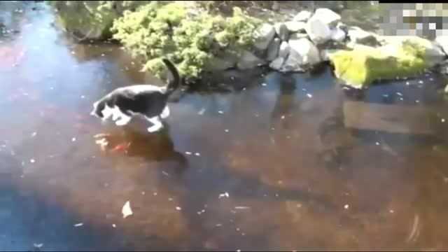 Fishing cat running on ice