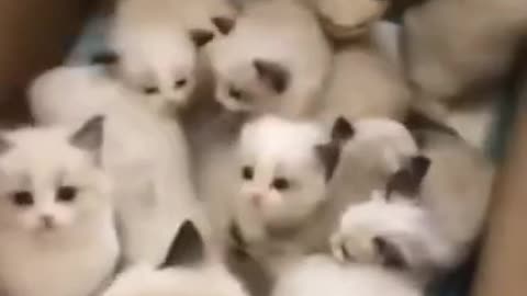 funny cute cats