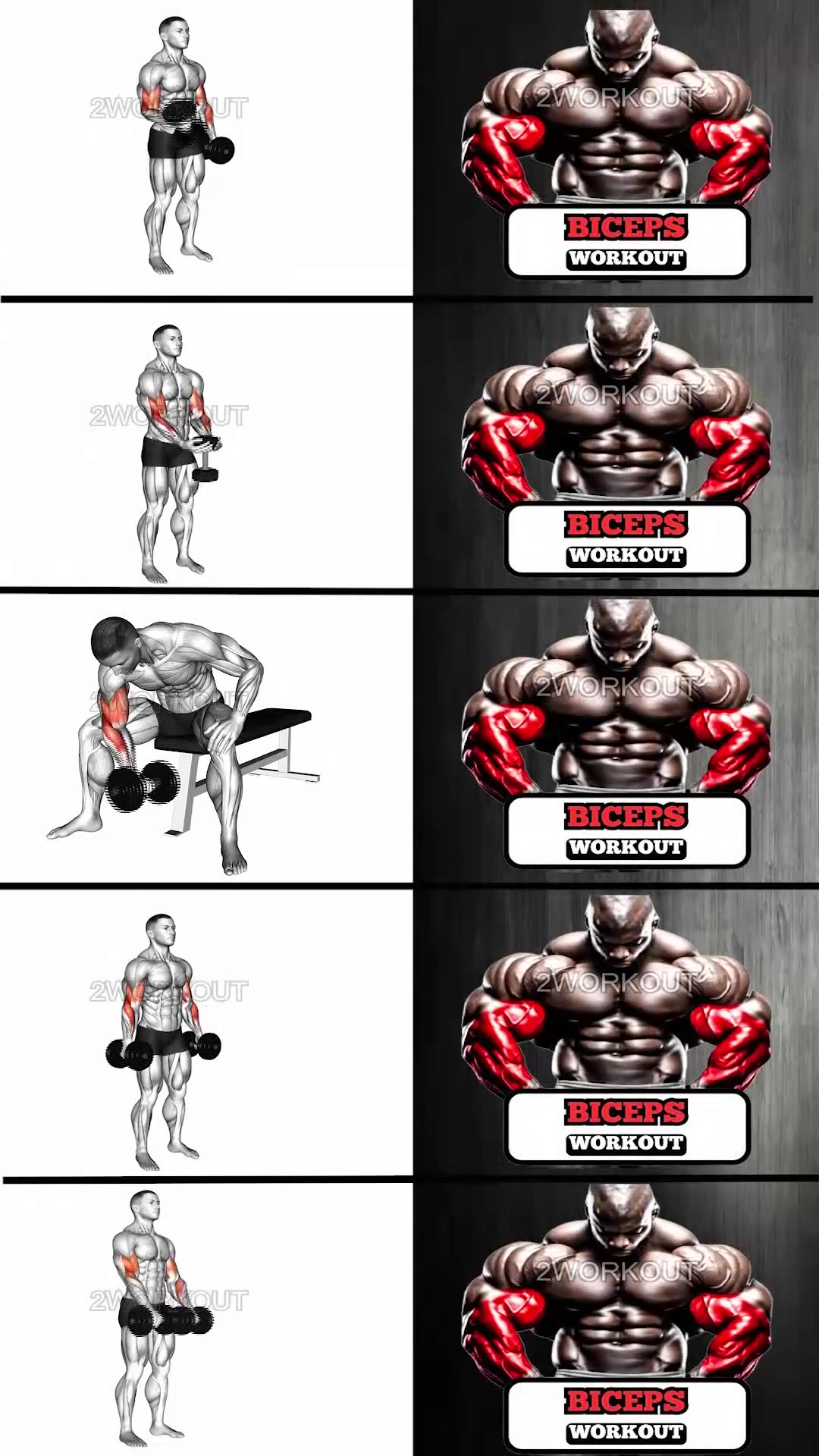 Biceps Workout Routine #2workout #workout #bicepsworkout #forearms # ...