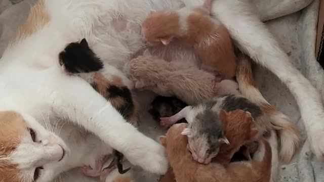 Nice cat and her seven puppies