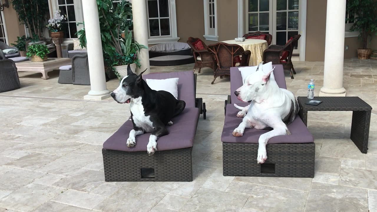 Happy Max & Katie The Great Danes Enjoy Relaxing On Their Loungers