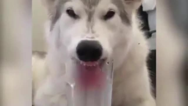 This dog can only stick its tongue in to drink water