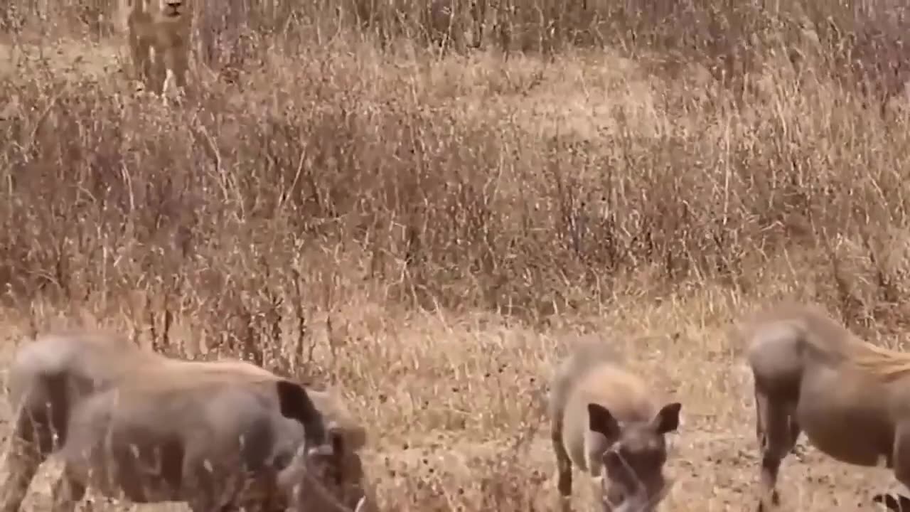 Mother wildebeest's bravery and wisdom... The wildebeest mother's decisive fight with the cheetah