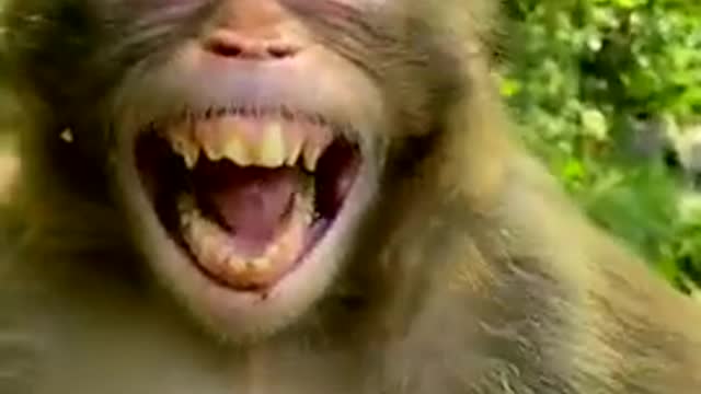 Monkey funny video 🐒😆😆