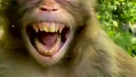 Monkey funny video 🐒😆😆