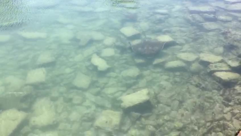 2 Manta rays stuck in tidal pool