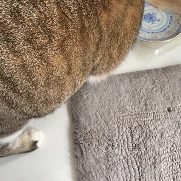 Cat and fish a la carte