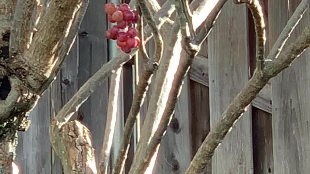 #Back Yard Birds Hawai’i Japanese White Eye (Mejiro)