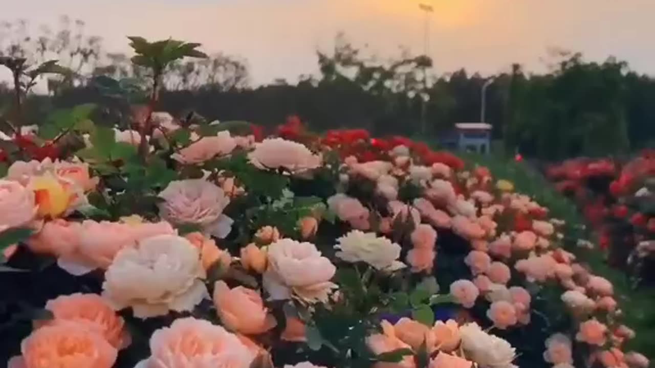 Flower dance