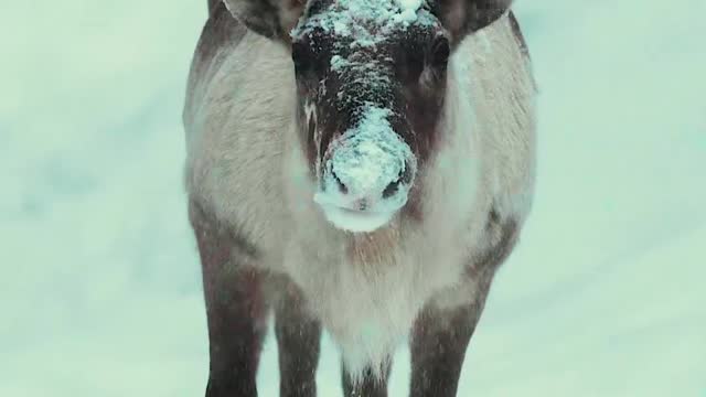 Finnish forest reindeer😍