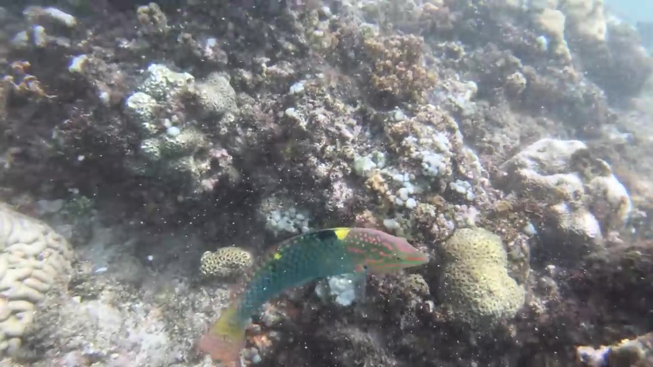 4HRS Stunning 4K Underwater Wonders - Relaxing Music | Coral Reefs, Fish & Colorful Sea Life