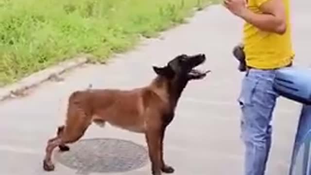 Cut Dog #cute #funny