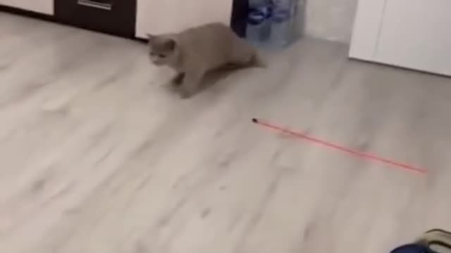 funny cat arranges a rout
