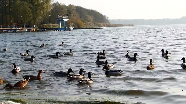 Water Birds Natural selection the sound of natural