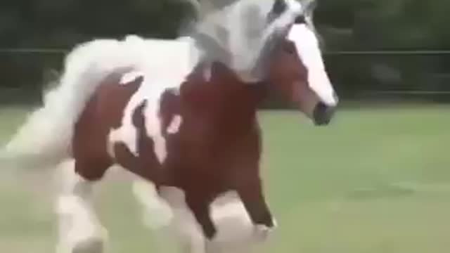 Beautiful horse🐎