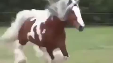 Beautiful horse🐎