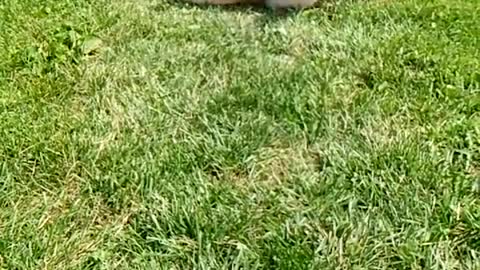 Slowmo labrador rolls around in sunny grass