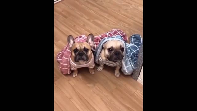 puppies hid under clothes
