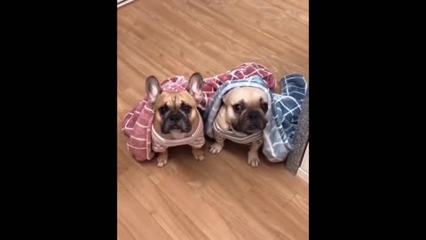 puppies hid under clothes