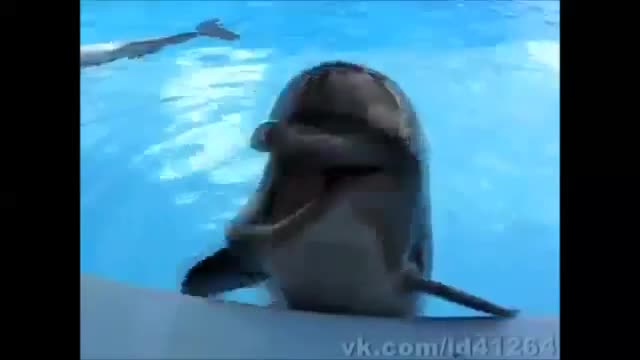 risas de delfin