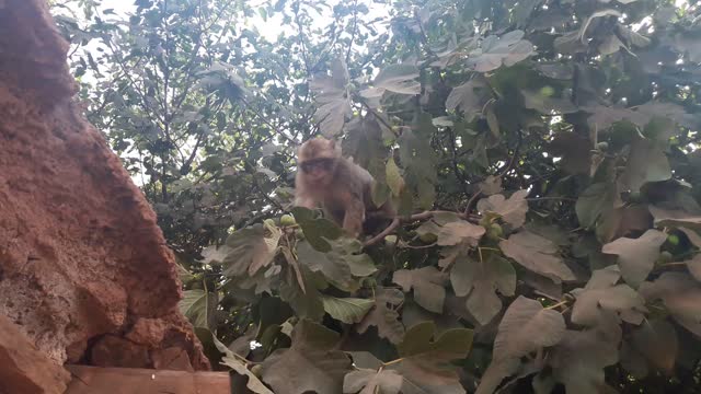 A monkey eats figs directly from the tree at Ouzoud Falls