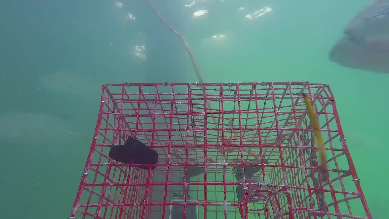 GoPro in bait trap