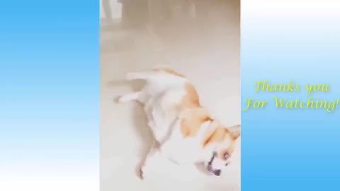 funny dog does acting of getting shot . Cute Pet