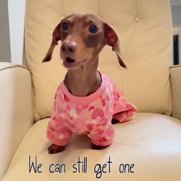 The Expert's Guide to talking dog 🐕